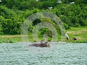 hippos in a pond on a surface