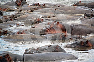 Hippos pool, serengeti, tanzania