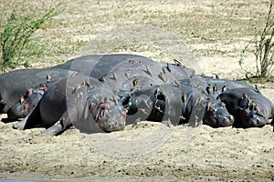 Hippos with redbilled oxpeckers
