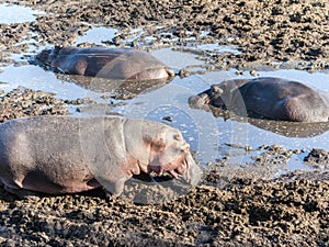 Hippos relax at a water hole in the serengeti