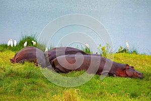 hippos resting on the grass near a lake in the Arusha