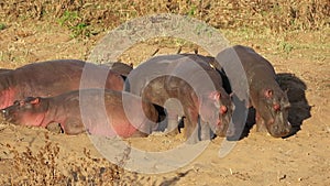 Hippos resting on land - Kruger National Park