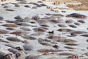 Hippos resting in a pool