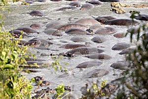 Hippos resting in a pool