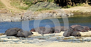 Hippos resting on riverbank