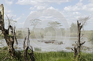 Hippos in river in Serengeti National Park