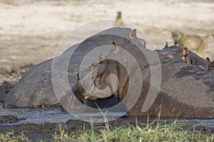 Hippos in the river walking towards mud pit photo