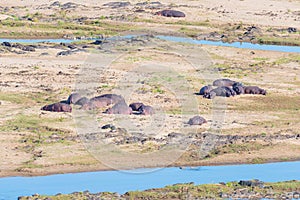 Hippos on riverbank in the Kruger National Park