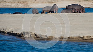 Hippos on a sandbank