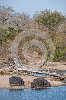 Hippos on a sandy bank beside a dam.