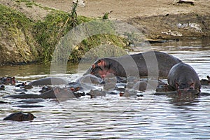 Hippos in the savannah in the Tsavo East and Tsavo West National Park