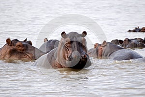 Hippos, Selous National Park, Tanzania photo