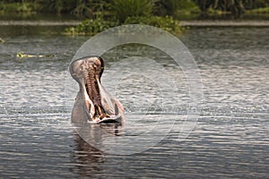 Hippos - Serengeti Wildlife Conservation Area, Safari, Tanzania, East Africa