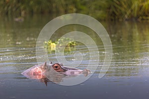 Hippos - Serengeti Wildlife Conservation Area, Safari, Tanzania, East Africa