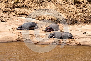 Hippos sleep on riverbank