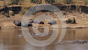 Hippos Sleeping On The Banks And In The Water Of The Mara River In Africa