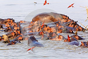 Hippos in the South Luangwa National Park - Zambia