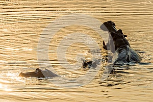Hippos at sunset in the Luangwa River