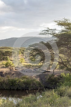 Hippos surrounded by trees