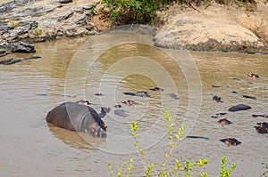 Hippos swim in the river, Masai Mara NAtional Park, Kenya, Africa