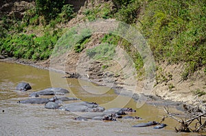 Hippos swim in the river, Masai Mara NAtional Park, Kenya, Africa