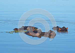 Hippos swimming in the water