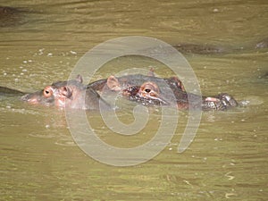 hippos swimming in a water pit