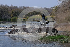 Hippos take to the water accompanied by a heron