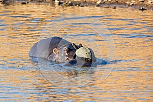 Hippos and Terrapin