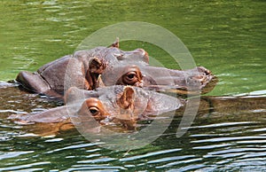 Hippos in water