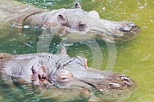 Hippos in the water