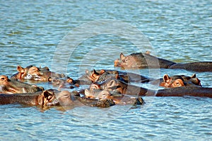 Hippos in the water photo
