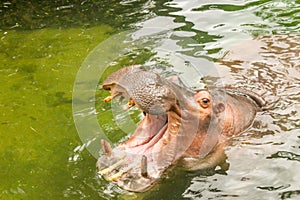 Hippos in the Water Eating with Mouth Open