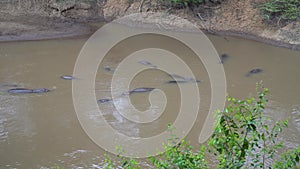 Hippos In The Water. Masai Mara, Africa.