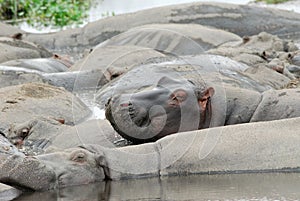 Hippos in the water, Ngorongoro Crater, Tanzania