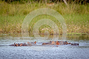Hippos in the water in the Okavango delta.