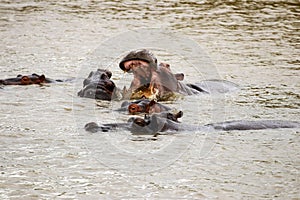 Hippos in water, one with mouth wide open