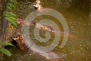 Hippos in the water opened its mouth