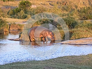 Hippos in water safari in Kenya