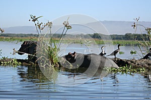 Hippos and white-necked Cormorants