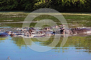 Hippos Wildlife Water