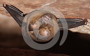 Hipposideros armiger great roundleaf bat