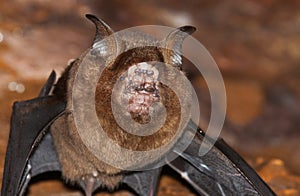 Hipposideros armiger great roundleaf bat