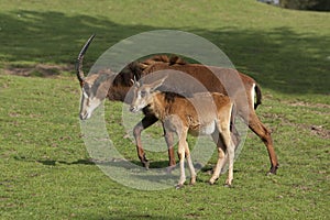 Sable Antelope, hippotragus niger, Mother with Calf