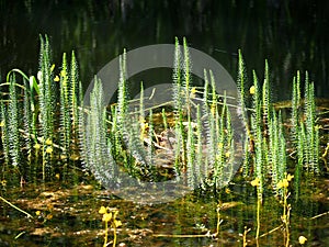 Hippuris Vulgaris Or Mare`s Tail In Pond photo