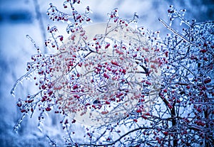 Hips frozen ice with icicles