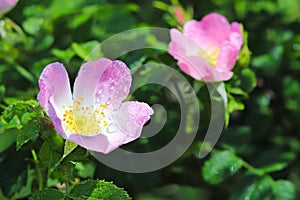 Hips Rose Flower in the sun. A blue flower in droplets of dew on a blurred green background. Plants of the meadows of the region w