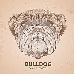 Hipster animal bulldog. Hand drawing Muzzle of animal dog