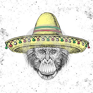 Hipster animal monkey wearing a sombrero hat. Hand drawing Muzzle of chimpanzee