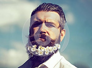 Hipster man with daisy flowers in beard with elegant mustache on sunny day outdoor on blue sky background.